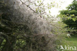 Spindle Ermine (Yponomeuta cagnagella)