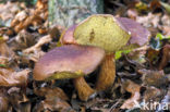 Kastanjeboleet (Boletus badius)