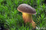 Kastanjeboleet (Boletus badius)