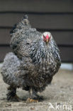 chicken (Gallus spec.)