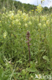 Klavervreter (Orobanche minor) 