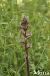 Klavervreter (Orobanche minor) 