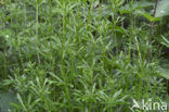 Kleefkruid (Galium aparine)