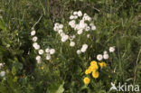 Klein hoefblad (Tussilago farfara)