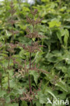 Kleine brandnetel (Urtica urens)