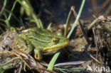 Kleine groene kikker