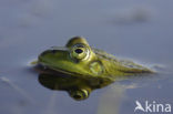 Kleine groene kikker