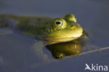 Kleine groene kikker