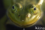 Pool Frog (Rana lessonae