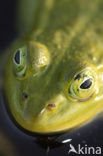 Pool Frog (Rana lessonae