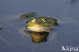 Kleine groene kikker