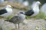 Lesser Black-backed Gull (Larus fuscus)