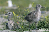 Lesser Black-backed Gull (Larus fuscus)