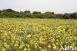 Kleine ratelaar (Rhinanthus minor) 