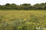 Kleine ratelaar (Rhinanthus minor) 