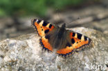 Kleine vos (Aglais urticae)