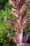 Ivy Broomrape (Orobanche hederae)