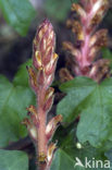 Ivy Broomrape (Orobanche hederae)