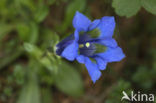 Klokjesgentiaan (Gentiana pneumonanthe) 