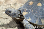 Marginated Tortoise (Testudo marginata)