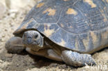 Klokschildpad (Testudo marginata)