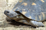 Marginated Tortoise (Testudo marginata)