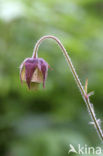 Knikkend nagelkruid (Geum rivale) 