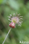 Knikkend nagelkruid (Geum rivale) 