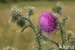 Knikkende distel (Carduus nutans)