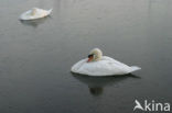 Knobbelzwaan (Cygnus olor)