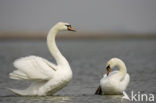Mute Swan (Cygnus olor)