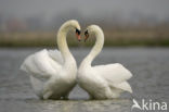 Mute Swan (Cygnus olor)