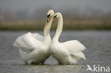 Mute Swan (Cygnus olor)