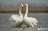 Knobbelzwaan (Cygnus olor)