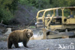 Kodiak bear (Ursus arctos middendorffi)