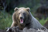 Kodiak bear (Ursus arctos middendorffi)