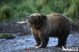 Kodiak bear (Ursus arctos middendorffi)