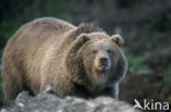 Kodiakbeer (Ursus arctos middendorffi)