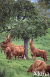 Cow (Bos domesticus)