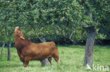 Cow (Bos domesticus)