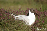 Black-headed Gull (Larus ridibundus)