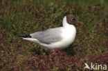 Black-headed Gull (Larus ridibundus)