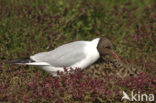 Black-headed Gull (Larus ridibundus)