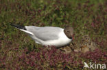 Black-headed Gull (Larus ridibundus)