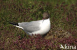 Black-headed Gull (Larus ridibundus)