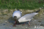 Black-headed Gull (Larus ridibundus)