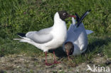 Black-headed Gull (Larus ridibundus)