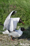 Black-headed Gull (Larus ridibundus)