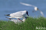 Black-headed Gull (Larus ridibundus)