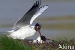 Black-headed Gull (Larus ridibundus)